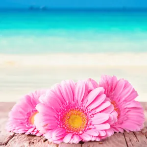 Beach Daisies - Premium Fragrance Oil